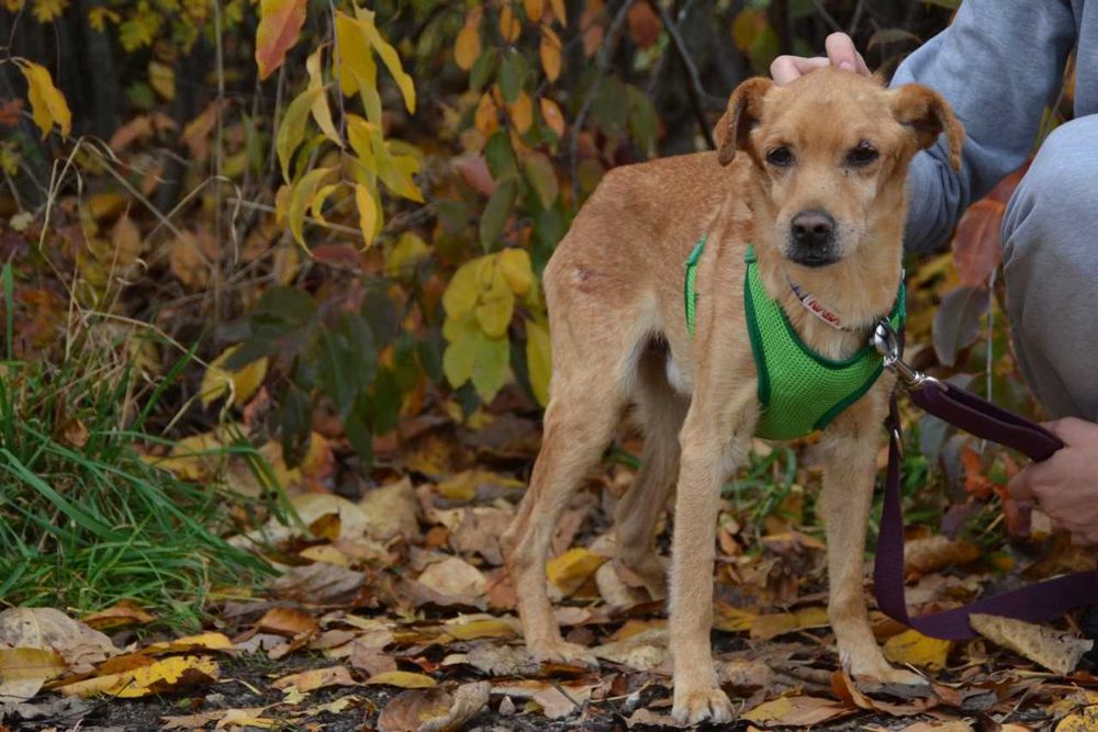 Piotruś Pan - starszy piesek prosi o dom ADOPCJA