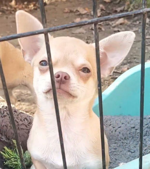 Няшні хлопчики чіхуахуа