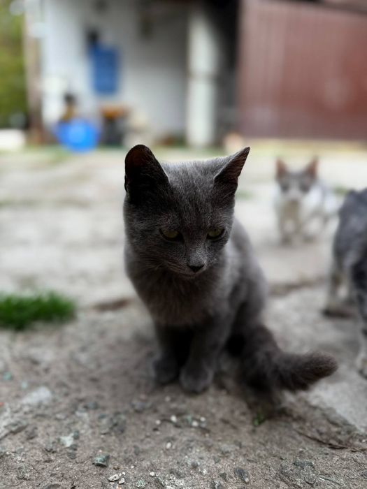 Кошенята котики котик кіт