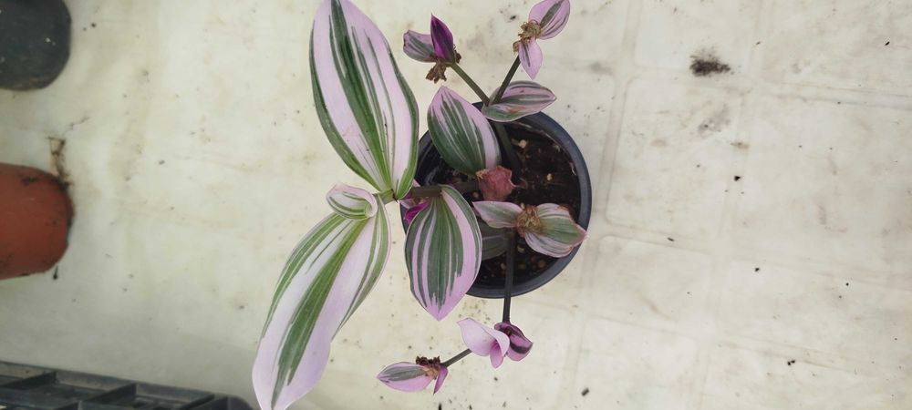 Suculentas lindas por apenas 2.50€