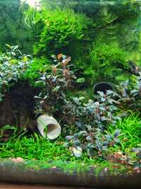 Bucephalandra roślina akwariowa