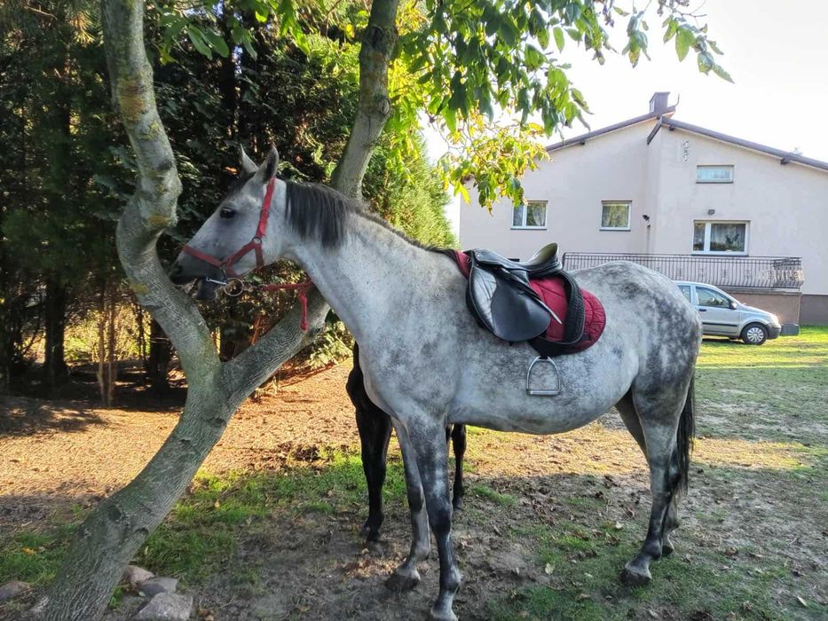 Sprzedam klacz ze źrebakiem