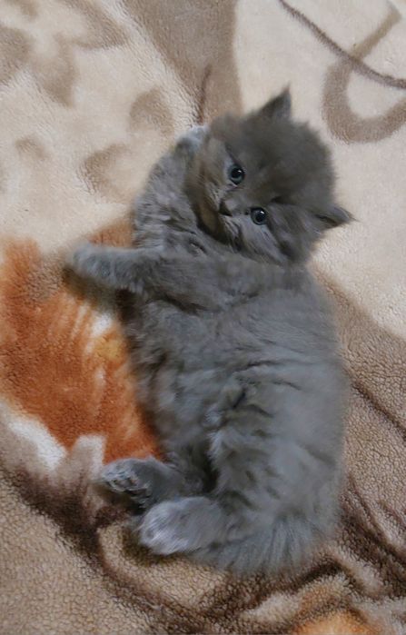 Кошенята висловухі, прямовухі