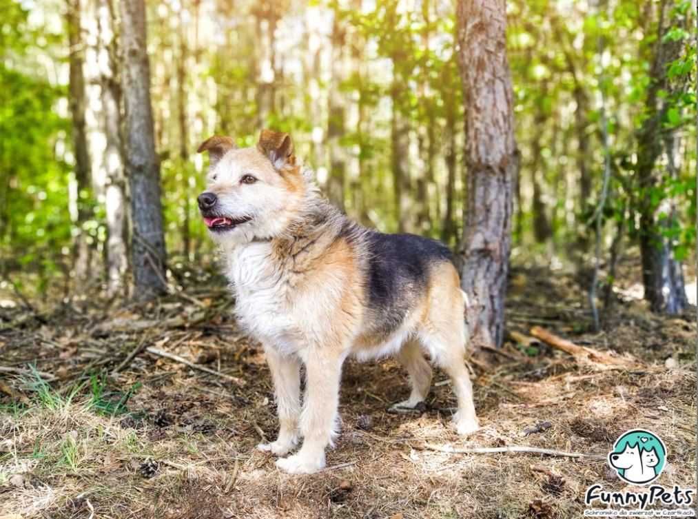 Żywiołowy, radosny psiak poleca się do adopcji!!!