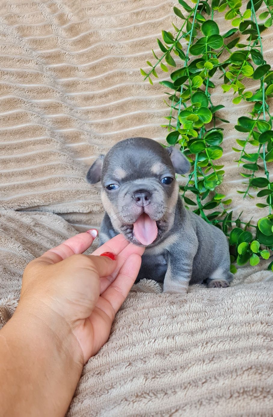 Excecional fêmea Blue Tan Bulldog/Bouledogue Francês de Qualidade
