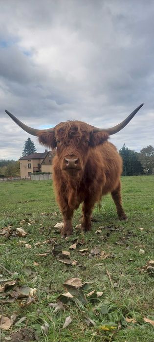 Krowa Bydło Szkockie Highland