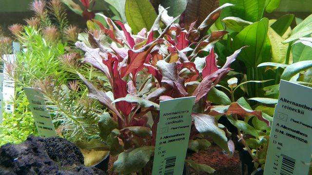 Alternathera Reinecki Cardinalis/Rośliny akwariowe w koszyczkach