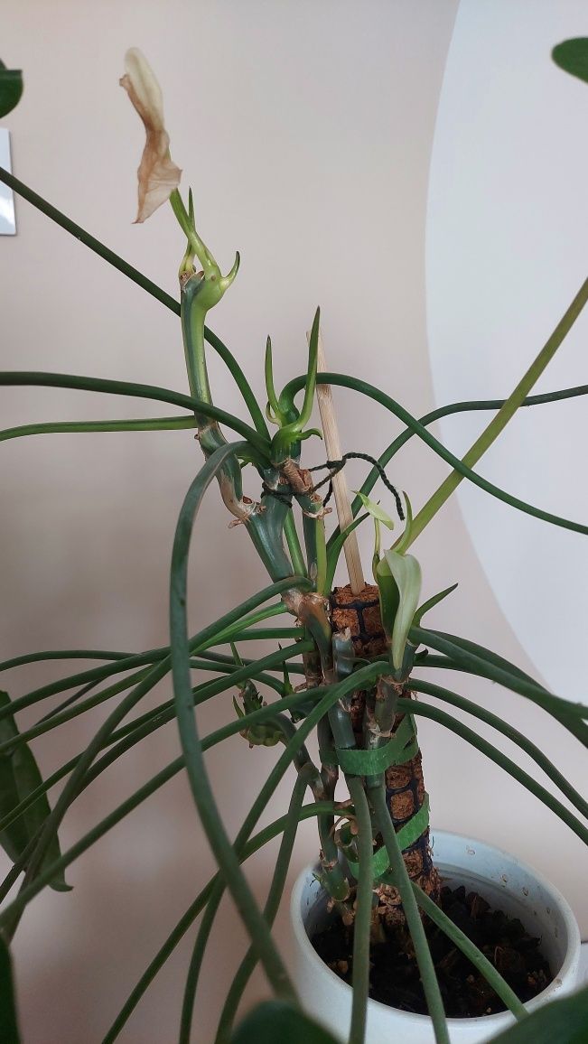 Philodendron burle marx variegata