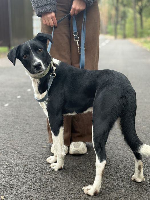 Лаккі шукає родину