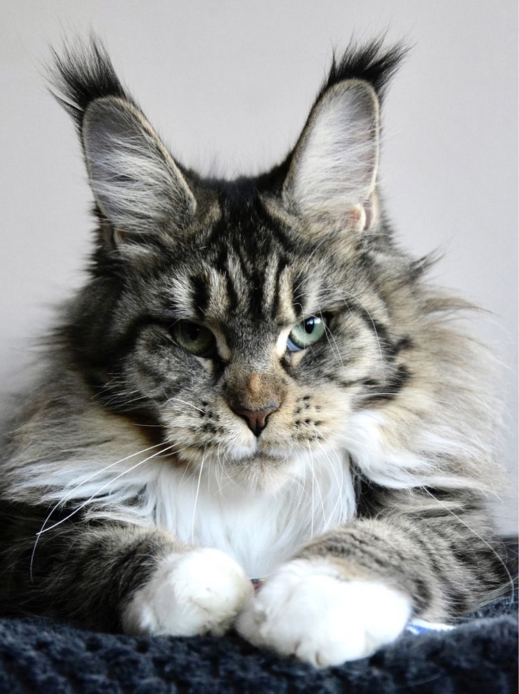 Hodowla maine coon, FPL/ FIFe