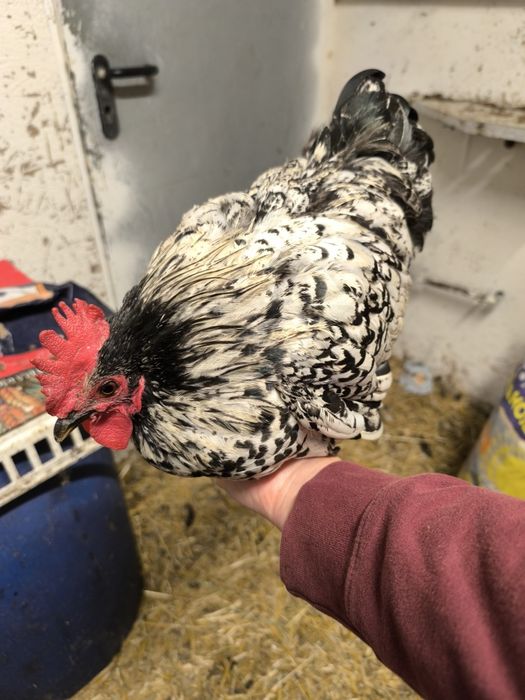 Kury kochiny miniaturkowe