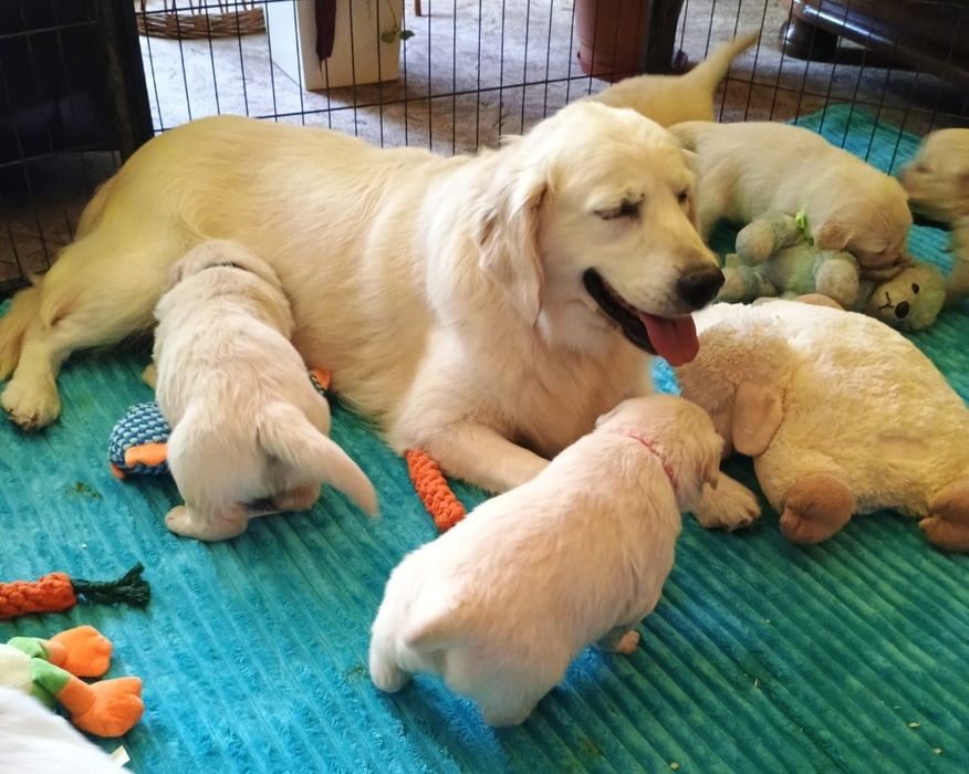 Golden Retriever suczka ZkwP FCI