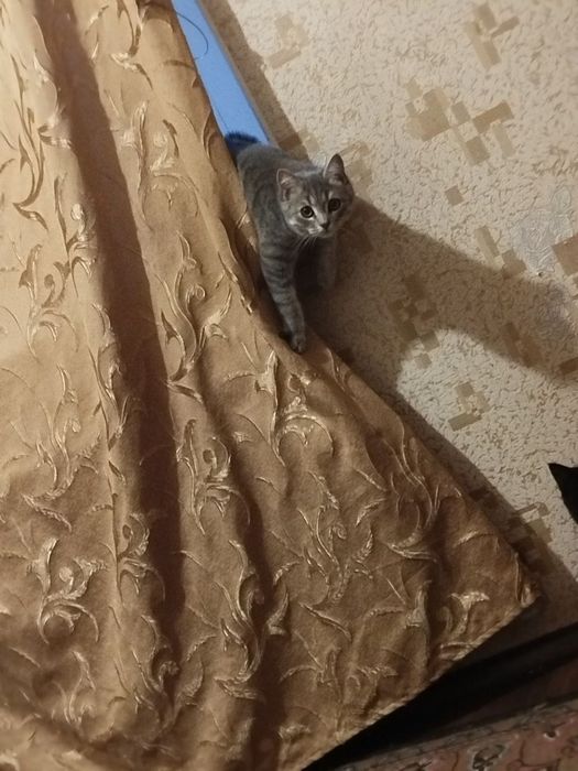 ВОЗНАГРАЖДЕНИЕ 100$ ГАРАНТИРУЮ Пропал кот!!!Не проходи мимо пожалуйста