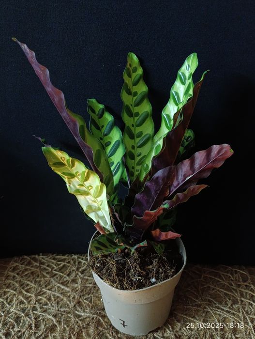 Калатея Лансіфолія