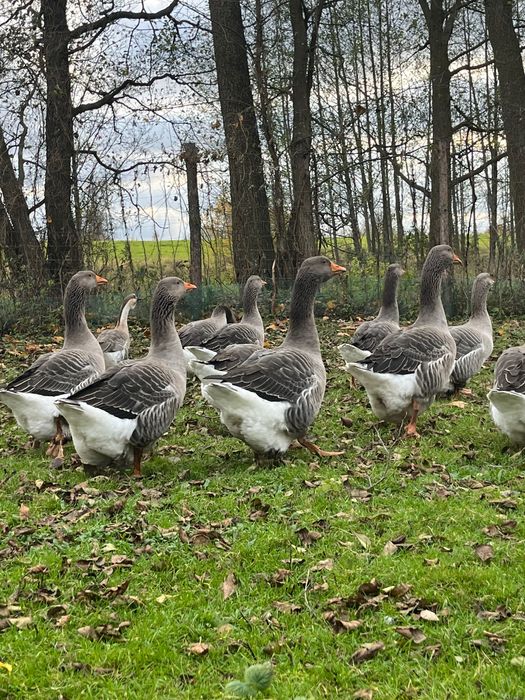 Sprzedam gęsi landes
