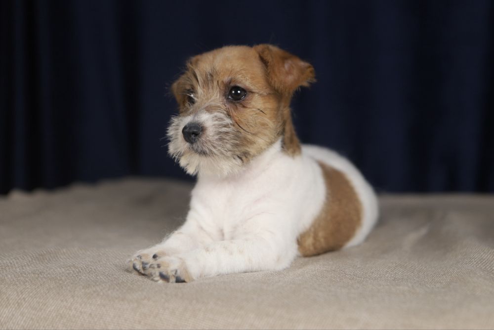 suczka Jack Russell terrier ZKWP/FCI szorstkowłosa