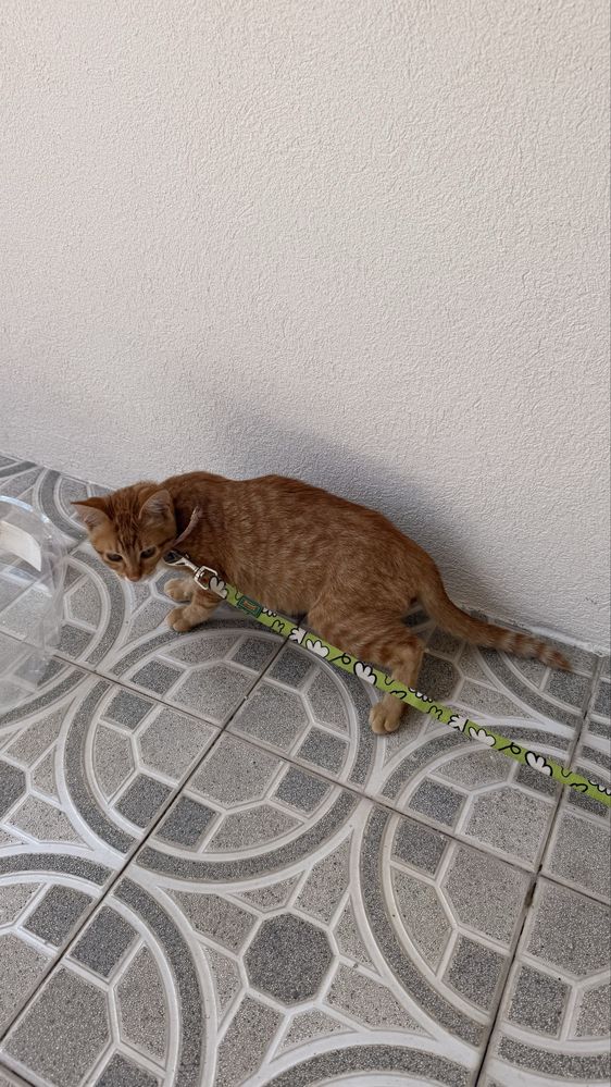 Gatinhos para adoçao responsavel