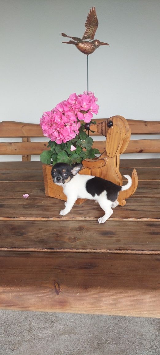 Chihuahua cudny tricolorek