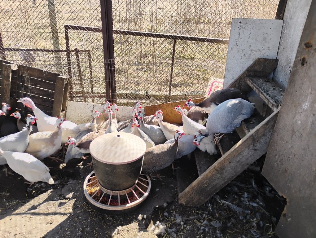 Perliki pisklęta, MIX kolorów