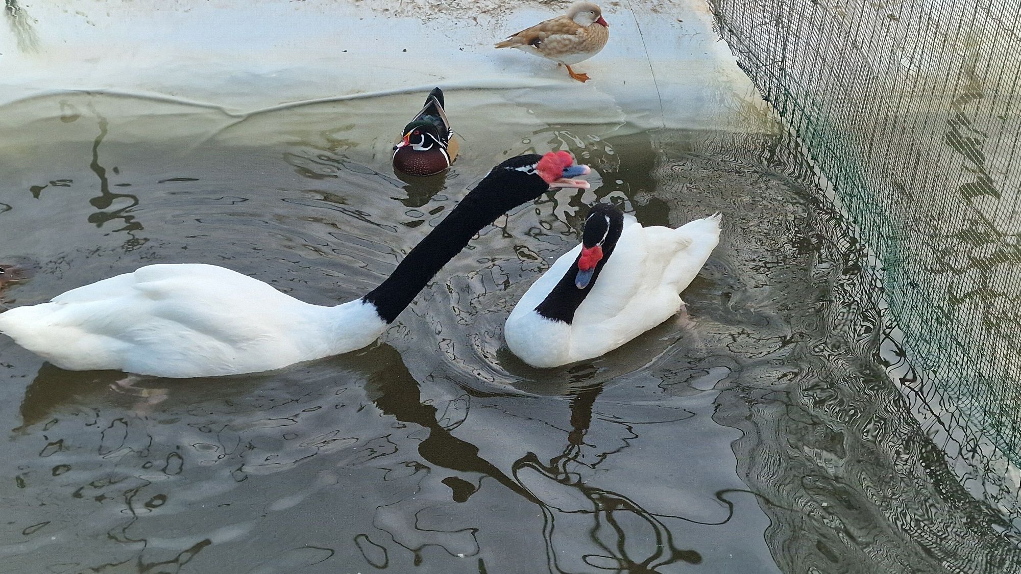 Casal de cisnes pescoço preto adultos reprodutores