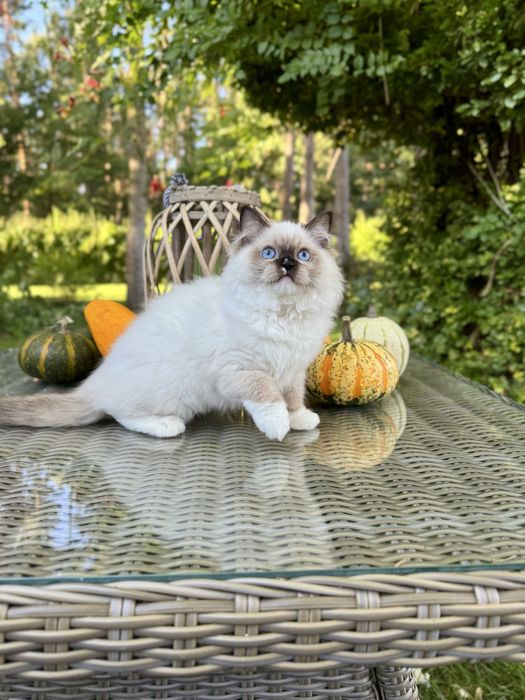 Ragdoll cudna kotka Sabrinka seal bicolor z rodowodem FIFE/FPL