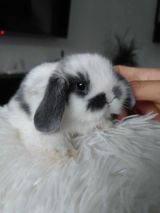 Mini lop karzełek Teddy hodowla zarejestrowana