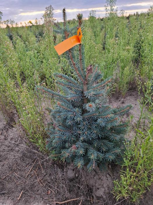 Świerk kłujący cięty 175-250 cm/ w donicy 60-180 cm/ TuChoinki.pl