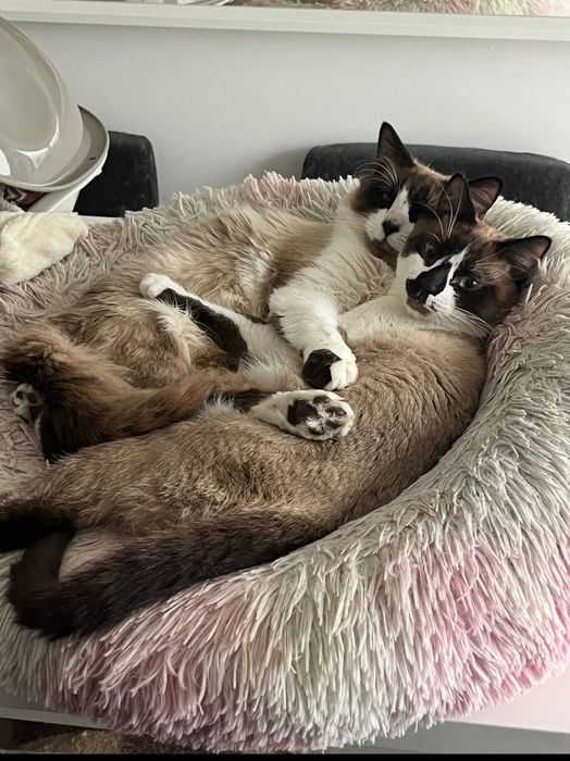 Gatinhos machos adoção muito responsável