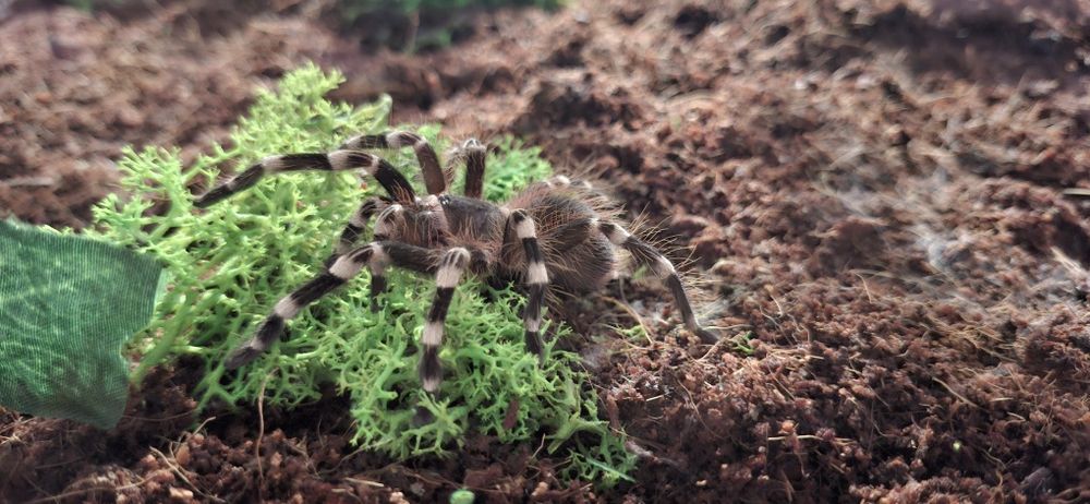 Ptasznik z terrarium i akcesoriami. Acantoscuria Geniculata L6