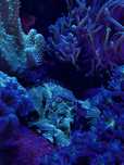 Discosoma striatus