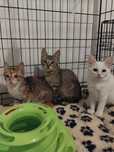 Gatinhos bebés para adoção responsável