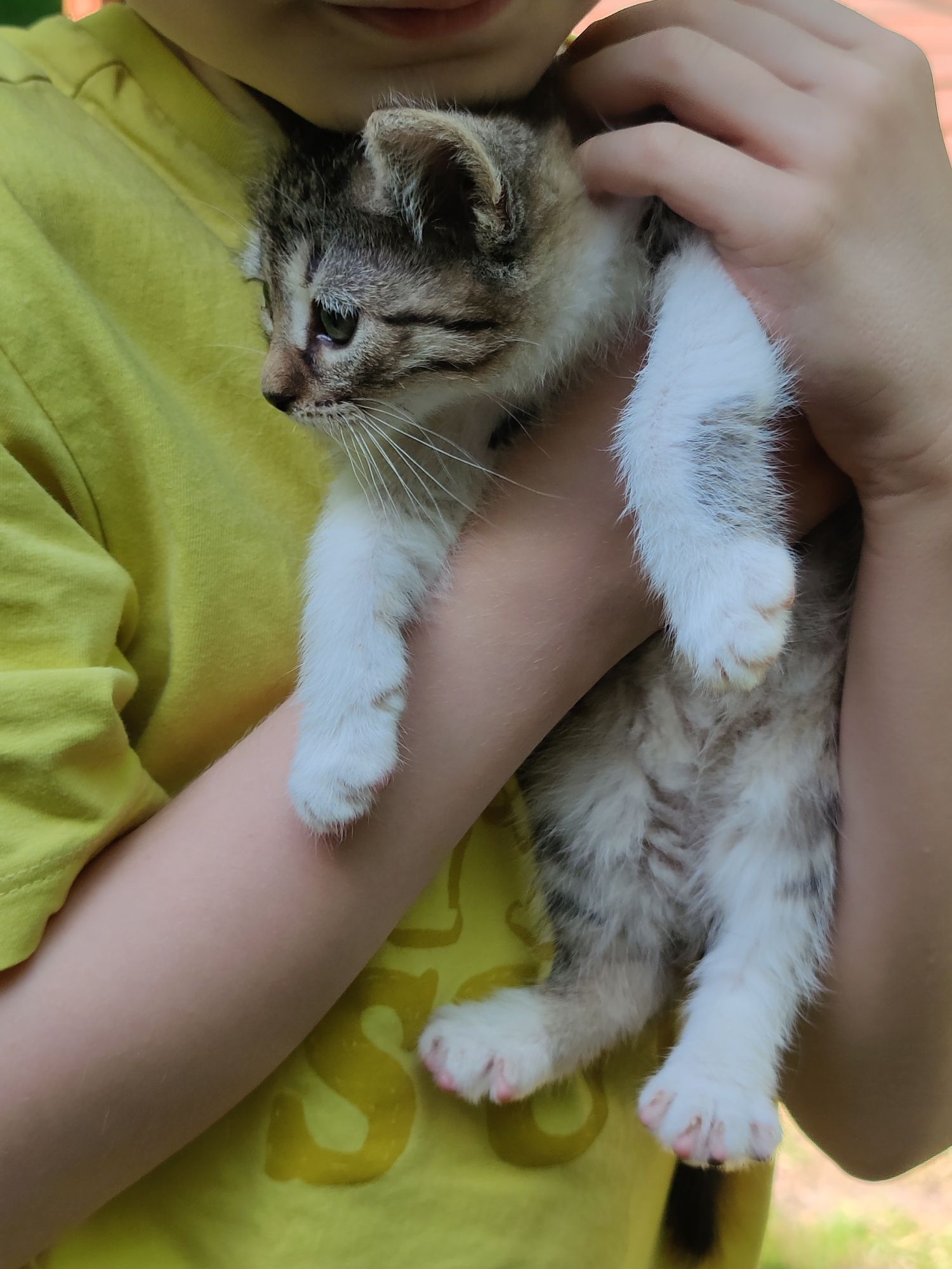 10 tygodniowe kotki do adopcji