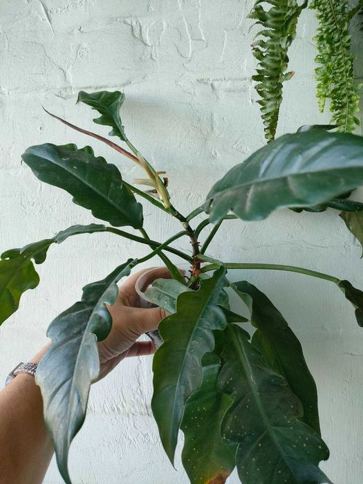 Філодендрон джангл бугі, Jungle Boogie