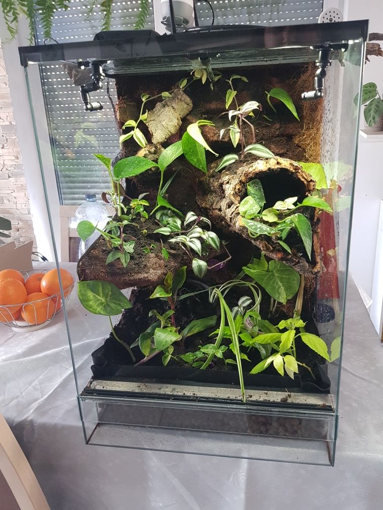 Terrarium tropikalne gekon jaszczurka