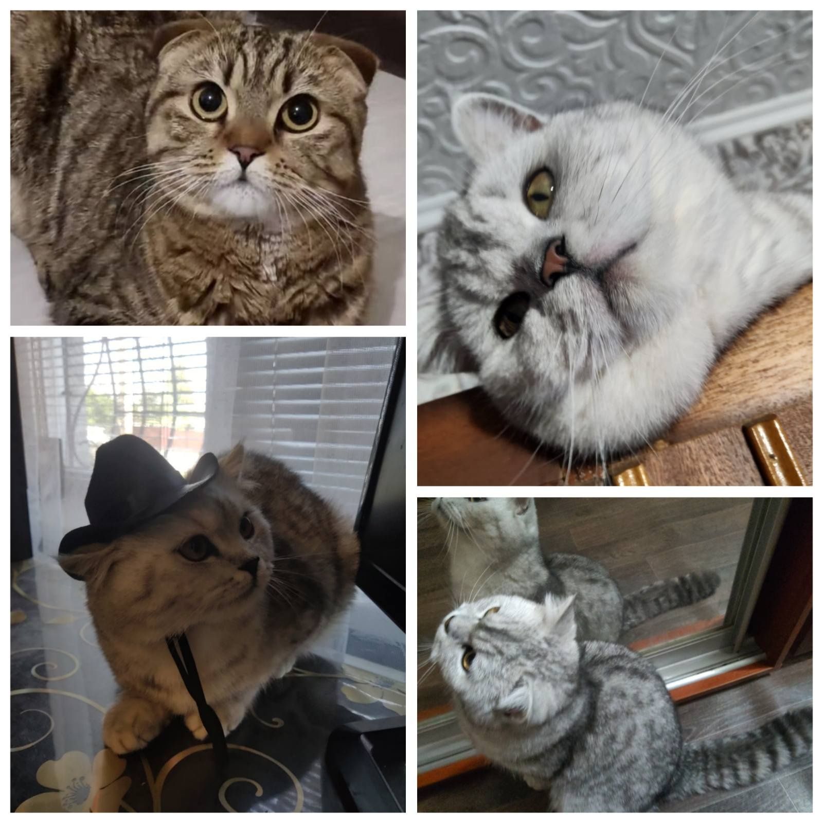 Scottish Fold и Scottish Straight котята на бронь