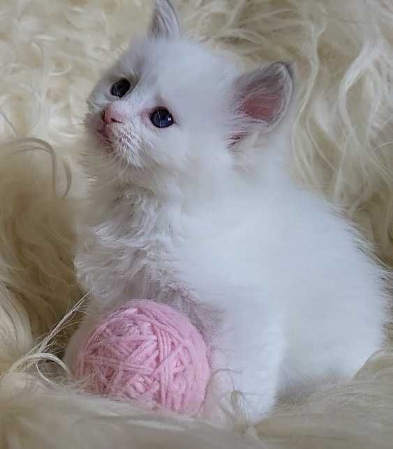 Koteczka Ragdoll z rodowodem WCF