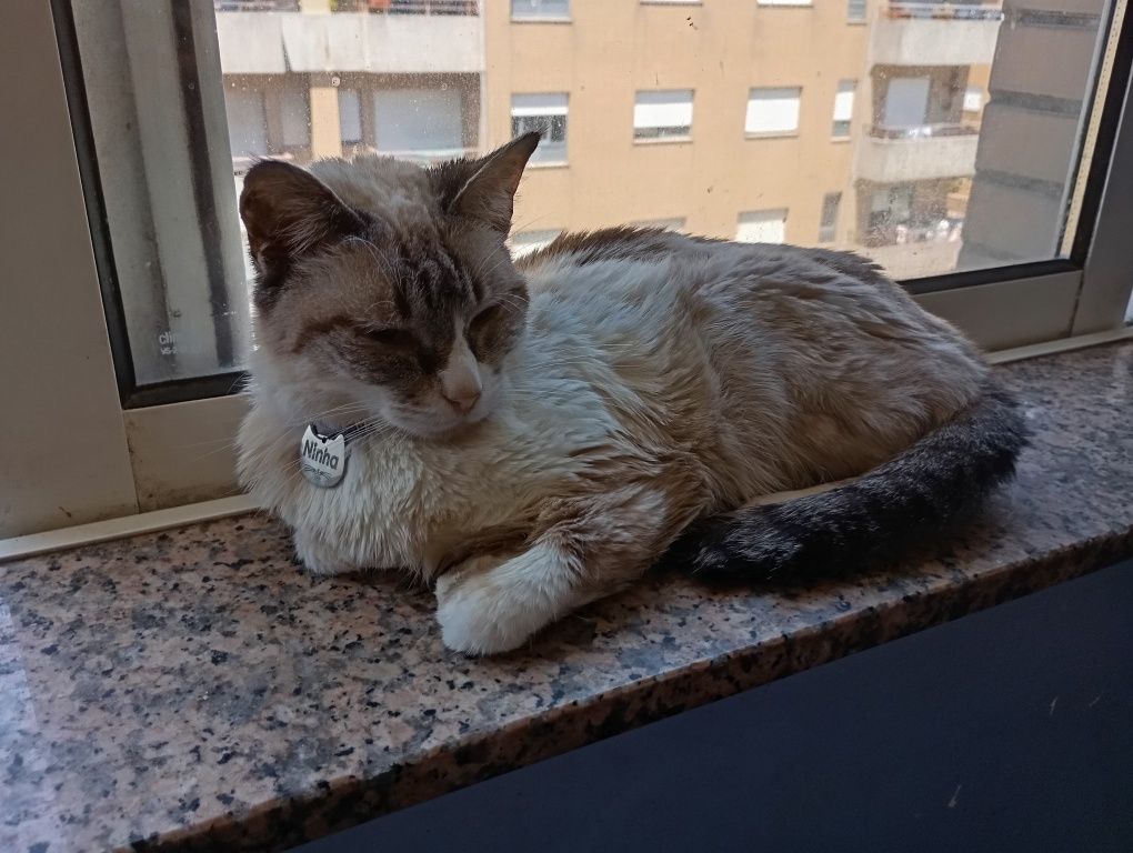 Gatinha para adoção
