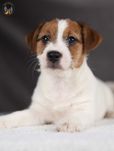 Jack Russell Terrier ZKwP FCI piękna suczka po CH.PL