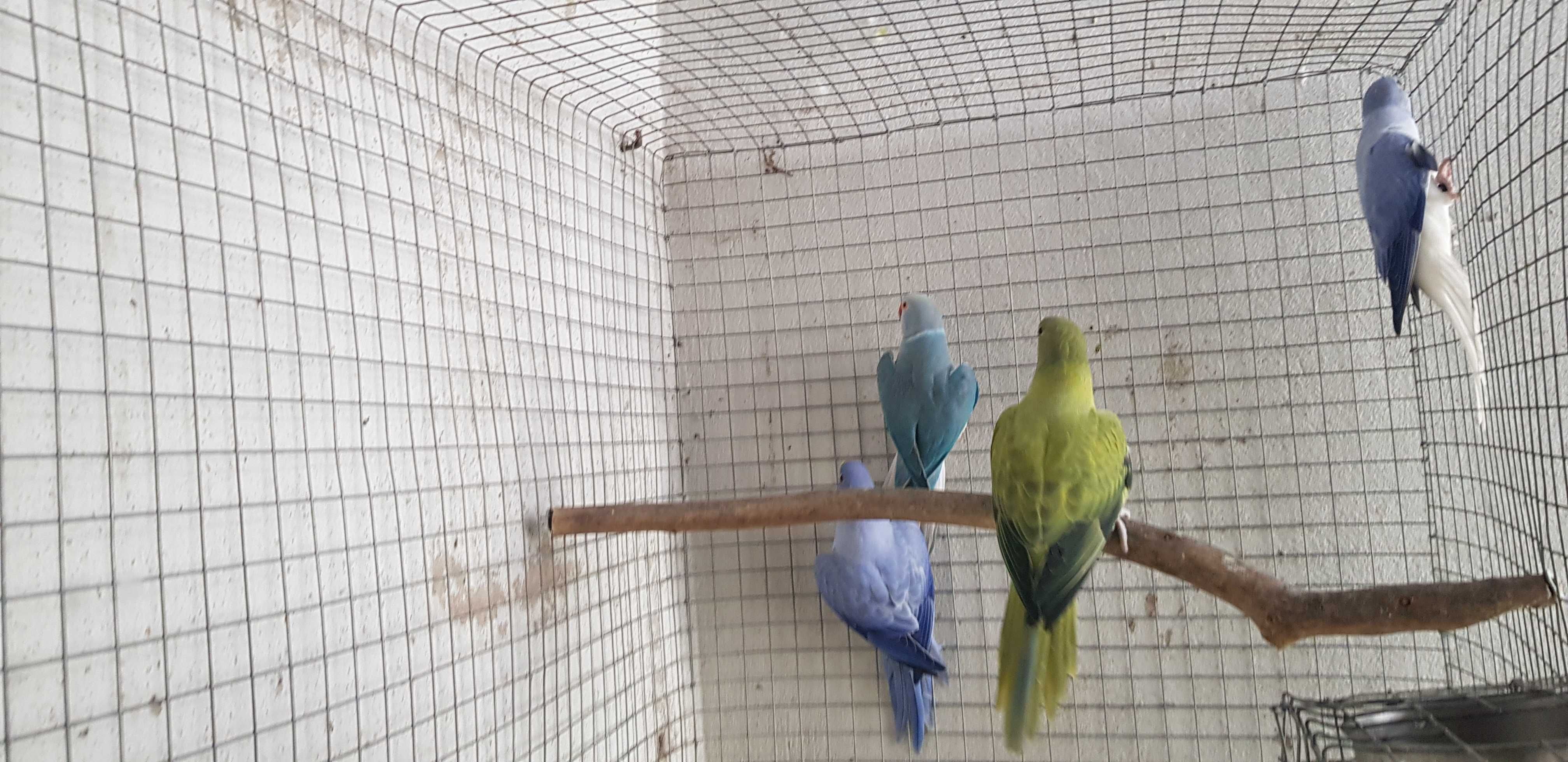 Ring neck opalinas