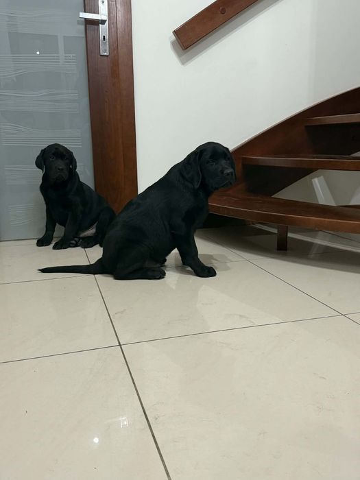 Szczeniak Labrador Retriever