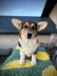 Welsh Corgi Pembroke samiec piesek szczeniak