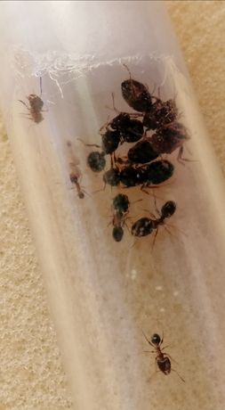 Pheidole indica 6Q kolonia mrówek