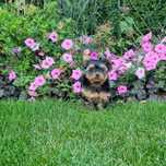 Yorkshire terrier