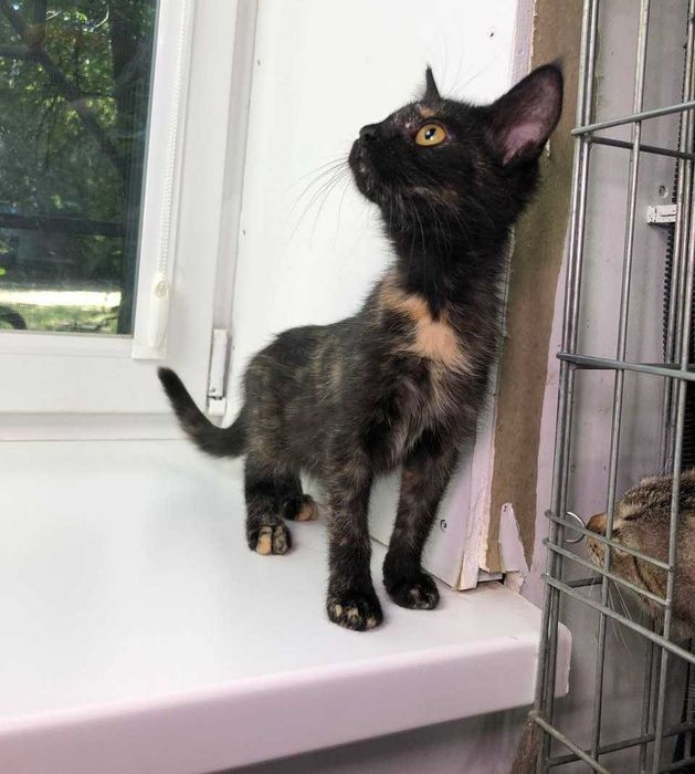 Трёхмесячный котёнок Марочка-Марик ждёт своих любящих родителей!