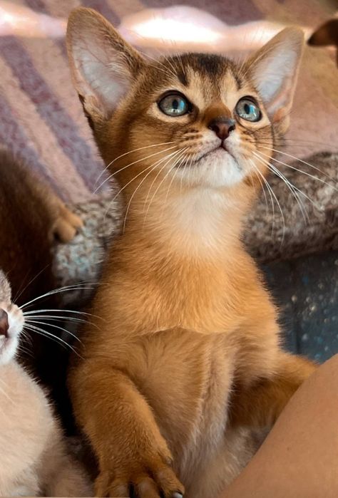 Котята на продажу