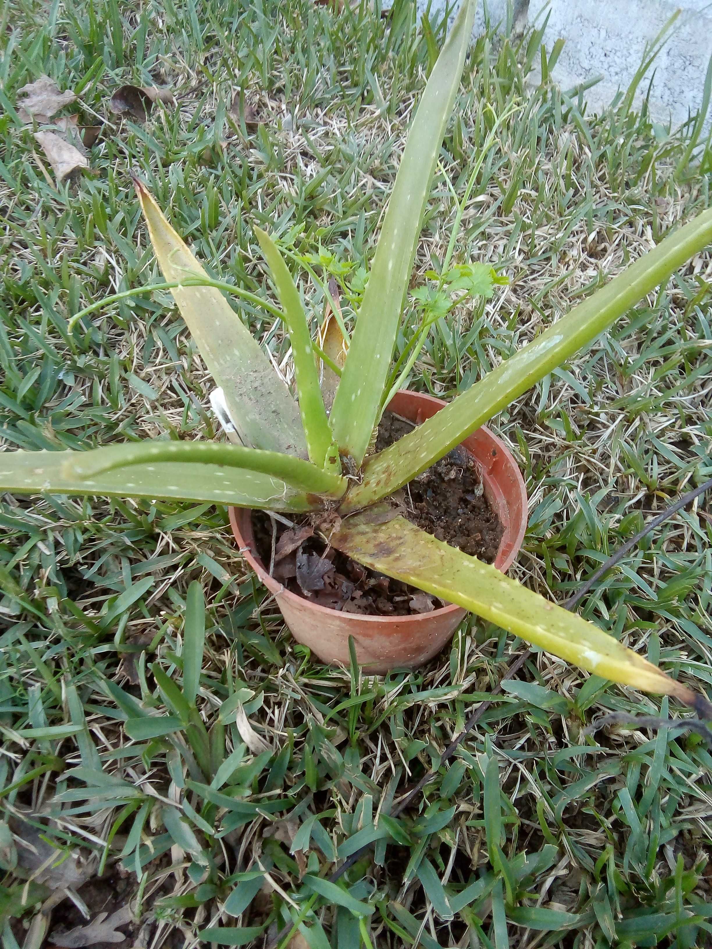 Planta Aloe Vera