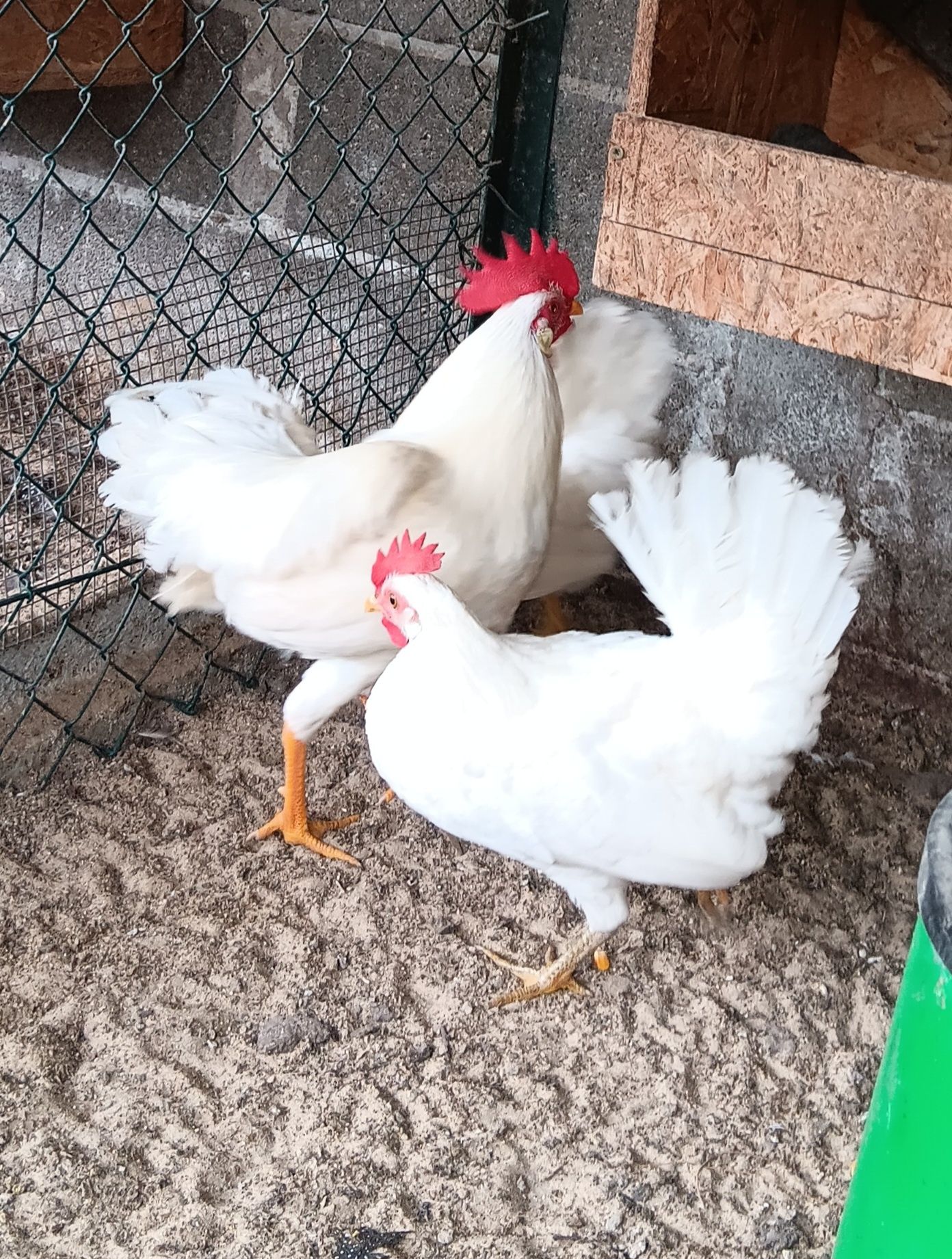 Pintos e ovos leghorn branca