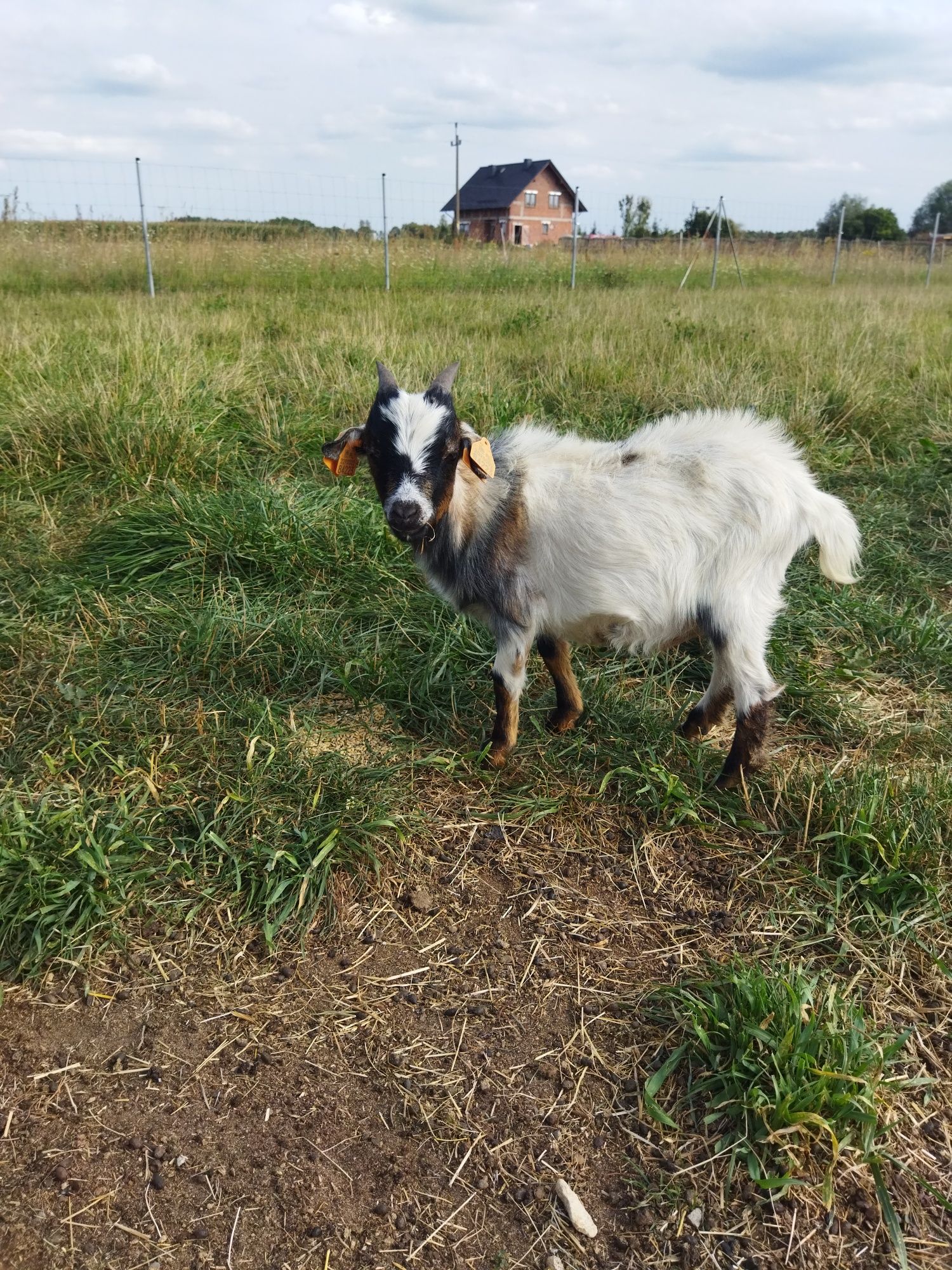 Koziołek miniaturka