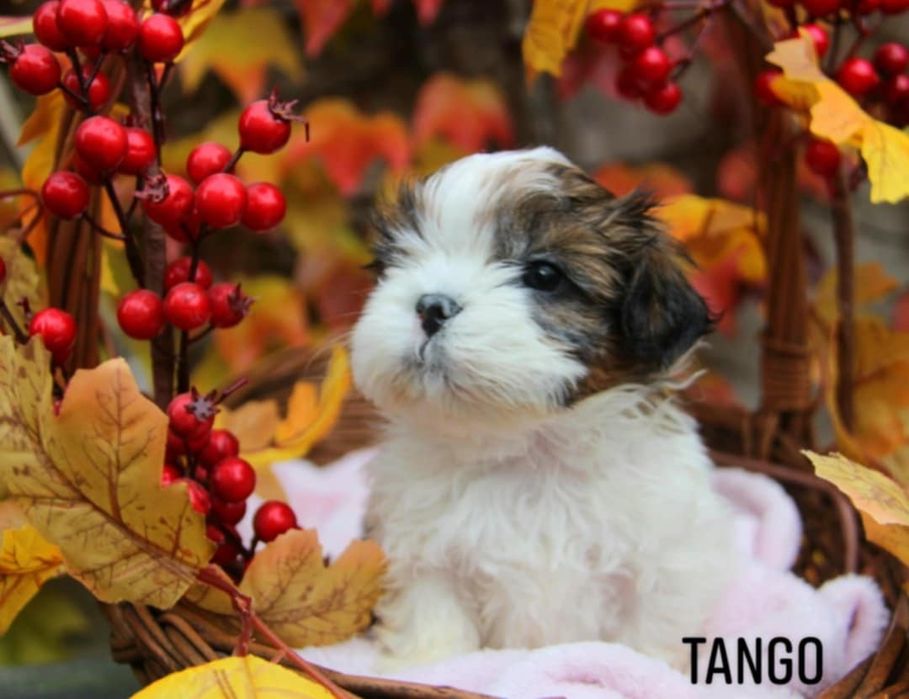 Shih- tzu piesek Zkwp FCI