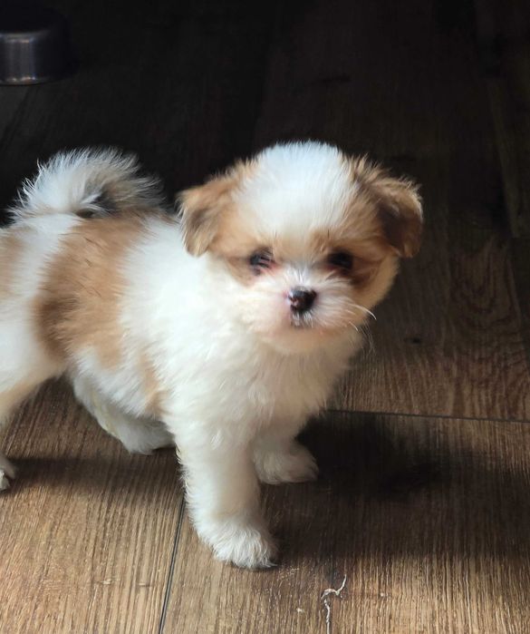 Lhasa Apso suczka z rodowodem FCI